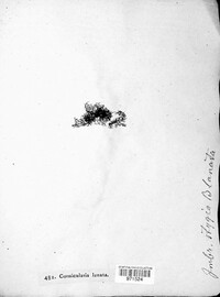 Ephebe lanata image